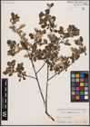 Foto von Salix aurita L.